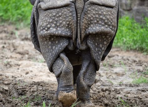 6 Black Indians Big Ass Royalty Free Images Stock Photos Pictures Shutterstock