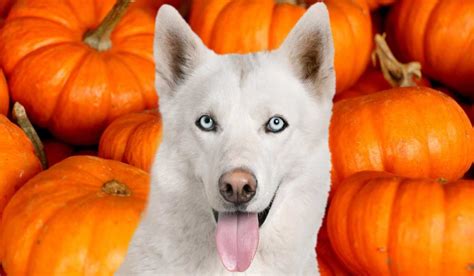 Can Dogs Eat Pumpkin Skin