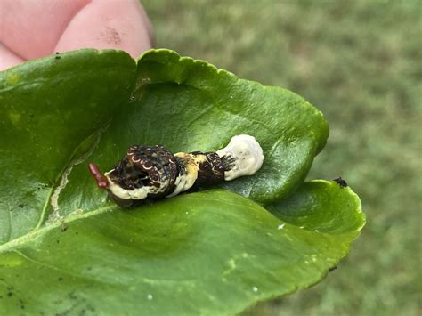 Weird caterpillar or moth? : r/whatsthisbug