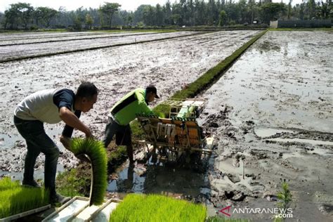 Realisasi Luas Tanam Padi Di Kulon Progo Masih Rendah Antara News