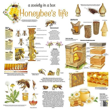 Honey Bees Infographic Poster By Gina Dsgn Bee Hive Plans Bee Keeping Bee