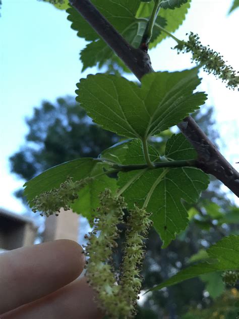 Please help identify what kind of mulberry tree I got from mail order