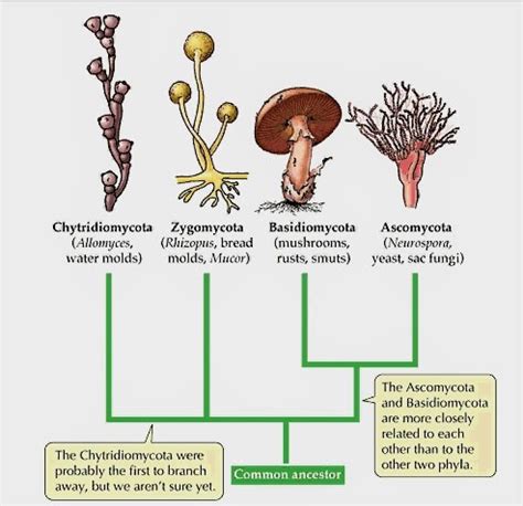 An Overview Of The Phylogenetic Classification Of The Fungi With