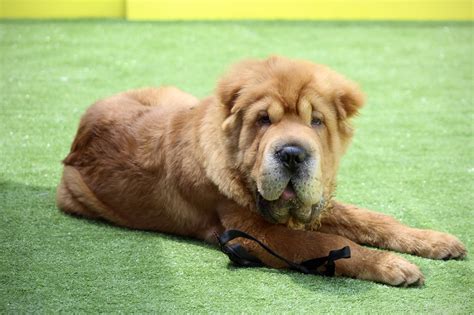 60 Free Shar Pei Pentu And Pei Photos Pixabay