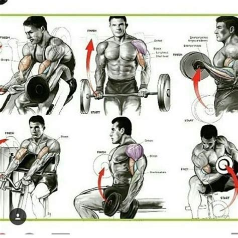 Curl De Biceps El Mejor Ejercicio Para Biceps Enormes Bernat