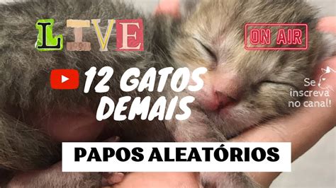 Papos Aleat Rios Gatos Demais Youtube