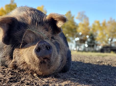 Heritage Livestock - Hogs & Horns Homestead