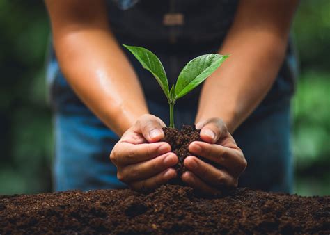 tree planting service mercer county nj