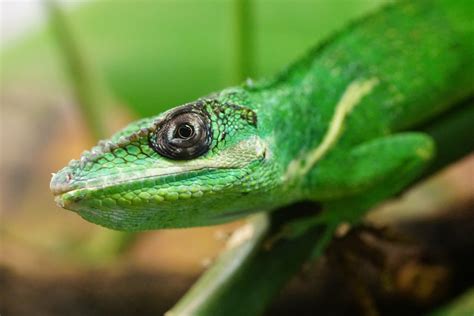 Free Images : animal, wildlife, reptile, amphibian, fauna, green lizard ...