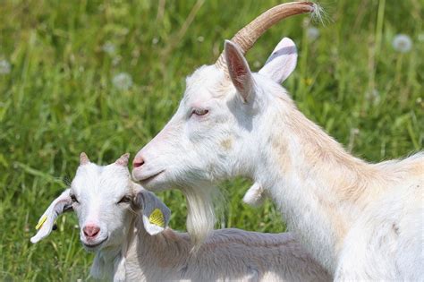 Goats Goat Mother Child Free Photo On Pixabay Pixabay