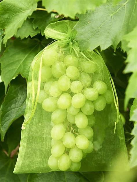 tree grapes ideas grapes growing grapes grape vines