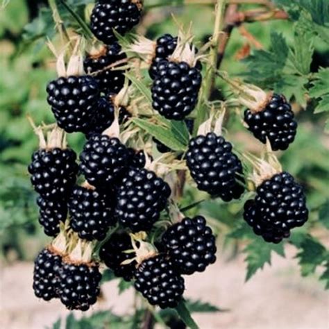 Обрезка ежевики осенью. Ежевика садовая: уход, обрезка | Blackberry ...