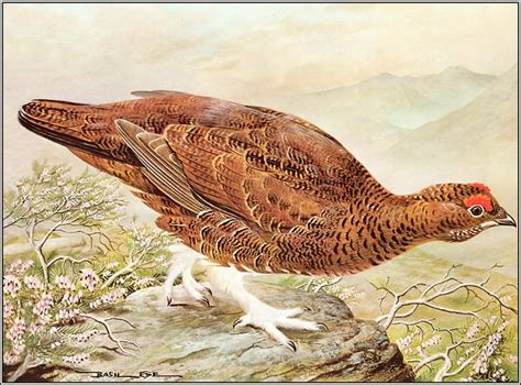 Красный тетерев (картина) — Безил Эде