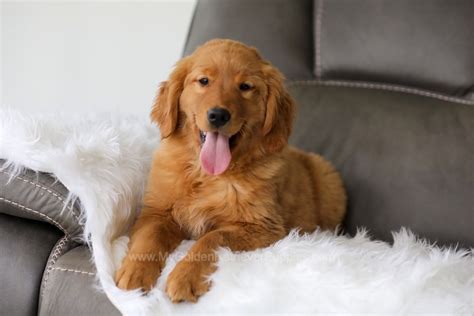 Yoga - My Golden Retriever Puppies