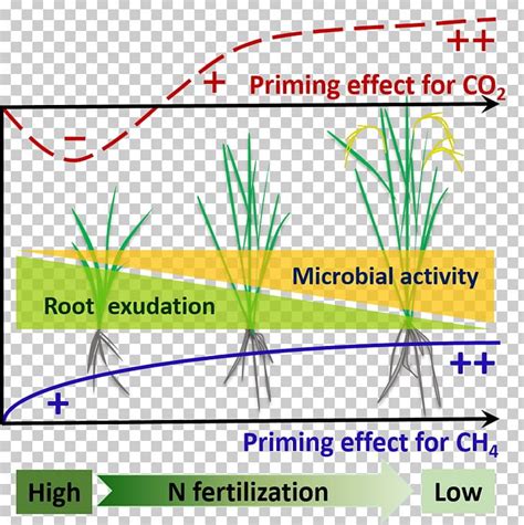 Rhizosphere Soil Organic Matter Priming PNG, Clipart, Angle, Area ...