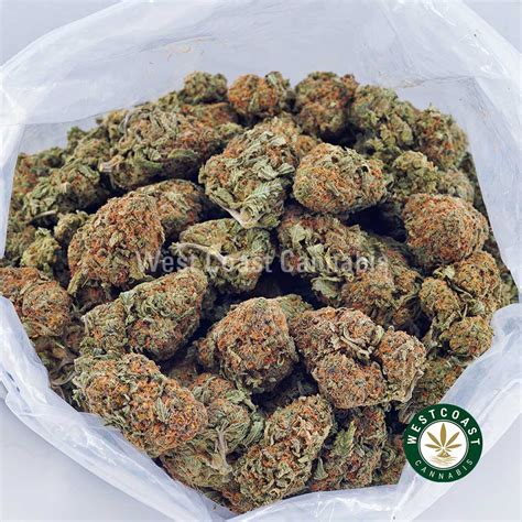 Buy Alaskan Thunder Fuck Strain Online Alaskan Thunder Fuck