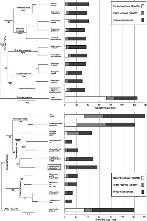 The Lichen Symbiosis Re Viewed Through The Genomes Of Cladonia Grayi