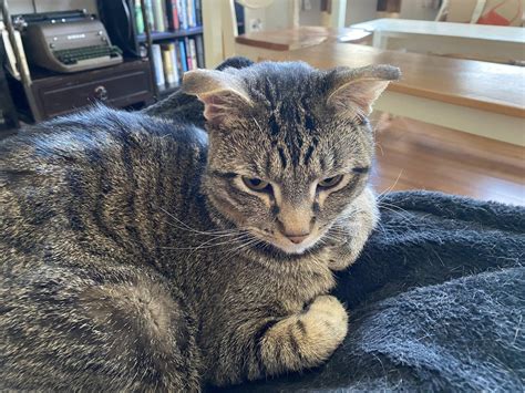 Healthy cat, droopy ears : r/AskVet