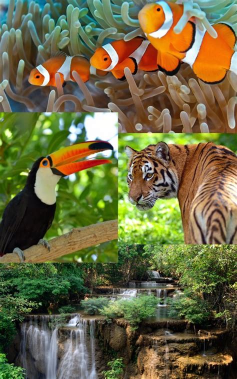 Biodiversidade - Biologia, Ecologia e Geografia - InfoEscola