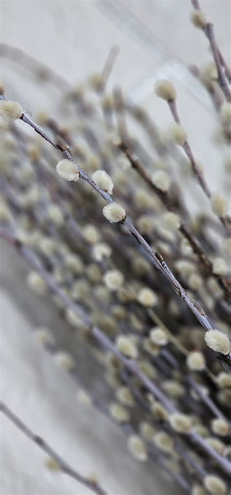 Dried Pussy Willow Branches Twigs Catkins Spring Decor Easter Decoration Dried Bouquet Willow