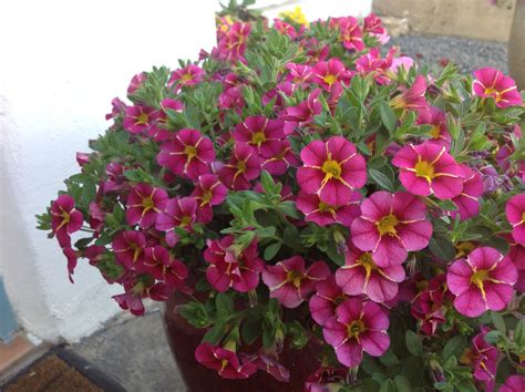Superbells Cherry Star Proven winner | Petunias, Garden, Plants