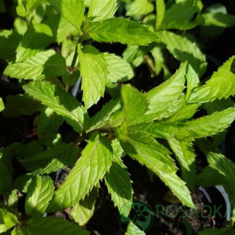 Мята ментоловая - купить саженцы мяты в питомнике