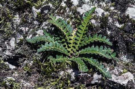Zlatinjak (Asplenium ceterach)