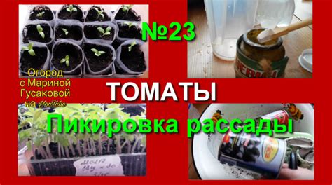 23. ПОМИДОРЫ пикировка рассады и баклажаны (14.03.17)