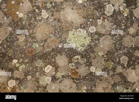 Lichens Growing On A Wall Stock Photo Alamy