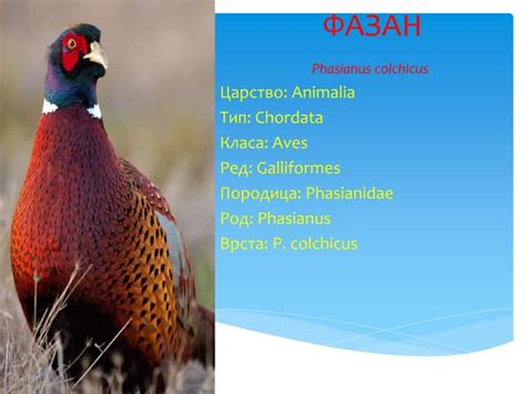 Фазан | PPT