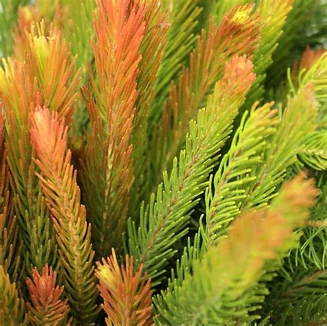 aussie pine florabundance wholesale flowers