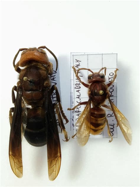 European Hornet Size Comparison