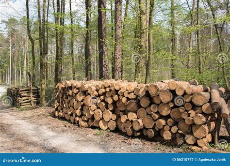 Pile Of Fresh Cut Wood Stock Image Image Of Forestry