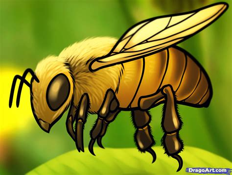 How To Draw A Honey Bee Step By Step Design Talk