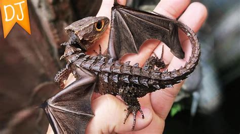 Real Live Dragons Asesores