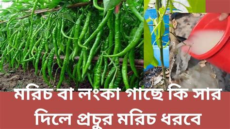 মরিচ বা লঙ্কা গাছে কি সার দিলে প্রচুর মরিচ ধরবে। প্রচুর মরিচ বা লঙ্কা