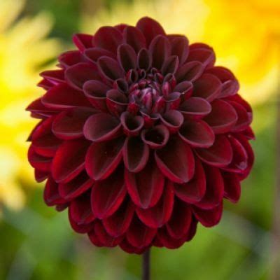 Dahlia Gideon In Dahlias For Sale Summer Flowering Bulbs Bulb