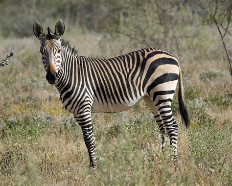 DSC07099 - Etosha HMZ | Email: l.m.gosling@ncl.ac.uk Mountai… | Flickr