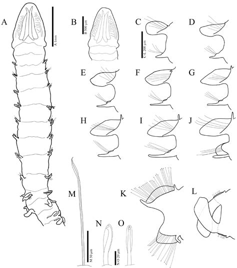 Diversity | Free Full-Text | First Report on Three Lesser-Known ...