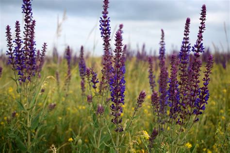 Шалфей Фото Крупным Планом Полезные Свойства – Telegraph