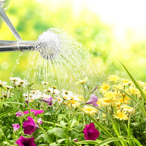 garden  water weston nurseries