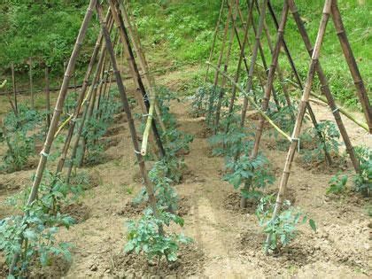 Pin Su Sostegni Per Pomodori