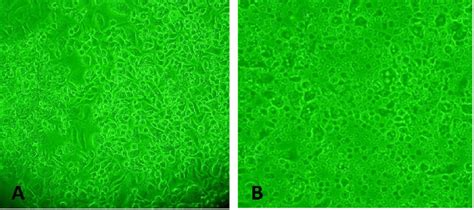 Cell proliferation assay at 24 h. Cell viability is gradually reduced ...