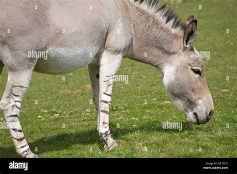 Somali Wild Ass Equus Africanus Somaliensis In Captivity Stock Photo Alamy