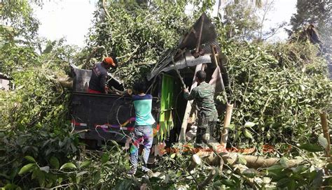 NUSABALI Beringin Tumbang Timpa Rumah