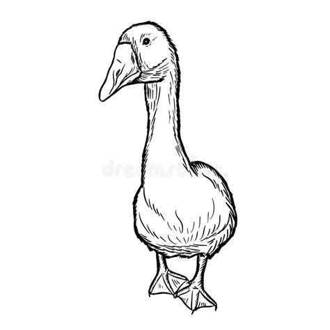 Goose Engraving Vector Illustration Isolated On White Background Sketch Hand Drawn Front View