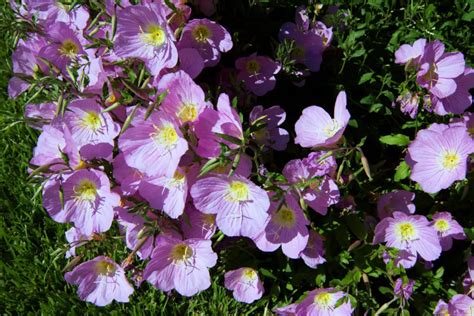 Oenothera (Oenothera) – A to Z Flowers