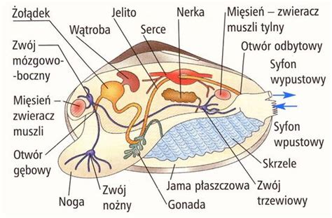 Budowa Wewn Czna Ma Zapytaj Onet Pl