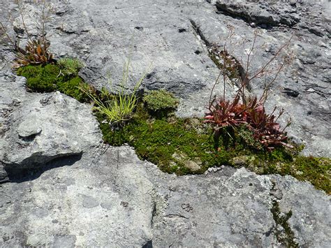 Life On The Mountain Photograph By Deborah Ferree Fine Art America