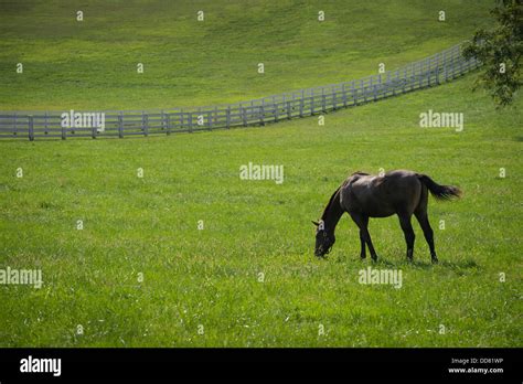 Horse Grazing In Field With White Fence Lexington Kentucky Usa Stock